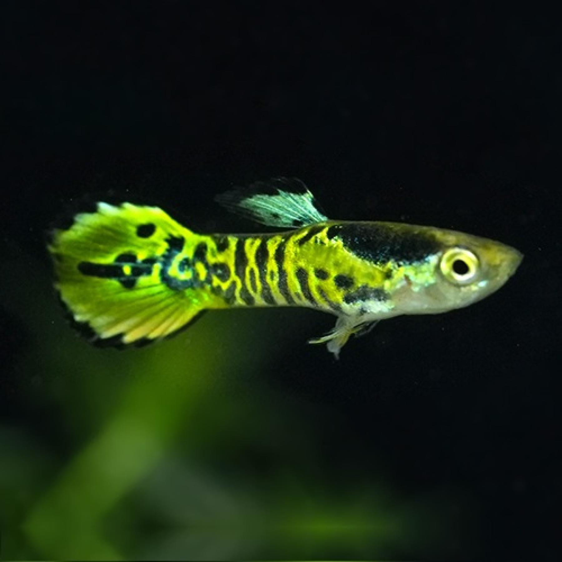 エンドラーズ タイガー